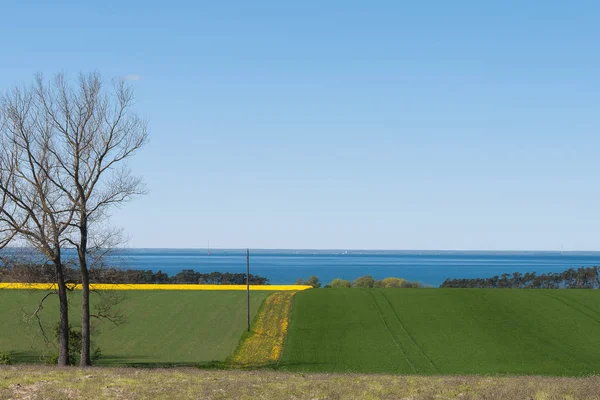 Hermoso campo de colza con el mar en el fondo.en la primavera en Oland, Suecia. enfoque selectivo — Foto de Stock