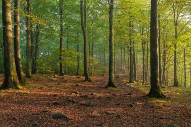 Misty Autumnbeech Ormanı İsveç 'in güneyinde bir doğa koruma alanında.