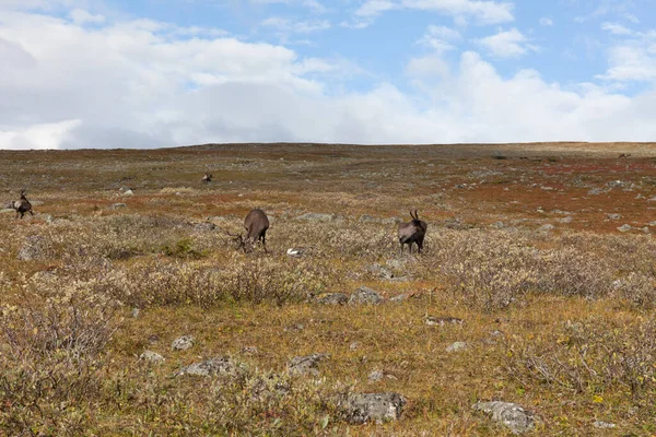 Utsikt mot Sarek nationalpark på hösten, Sverige, selektivt fokus — Stockfoto