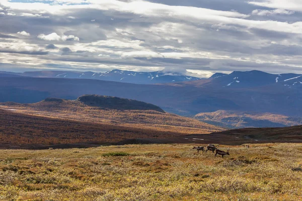 Pohled na národní park Sarek na podzim, Švédsko, selektivní zaměření — Stock fotografie