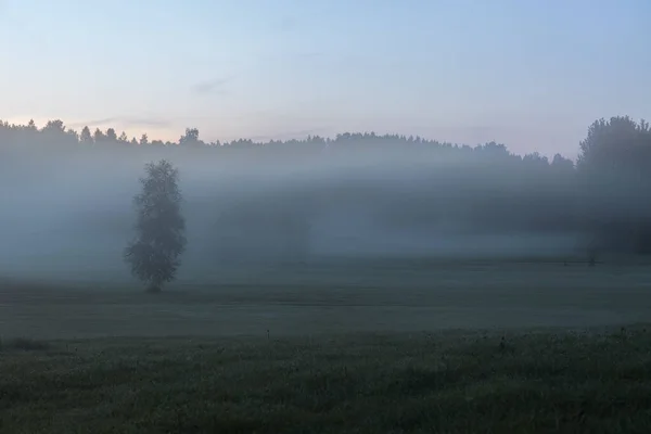 Dichten Nebel Sonnenaufgang Sommerlandschaft über einem Feld mit Bäumen sichtbar durch den Nebel. Selektiver Fokus — Stockfoto