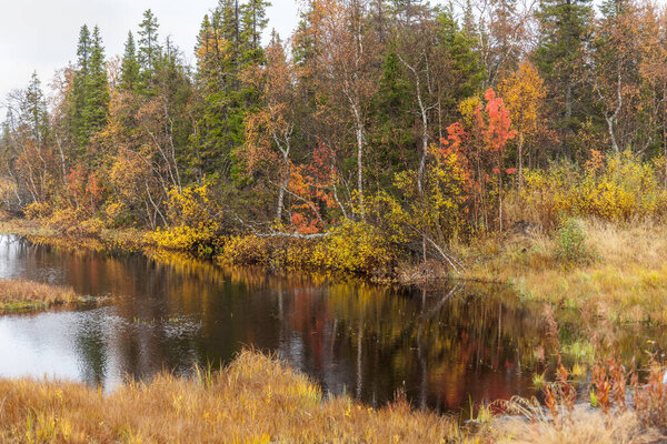 Kola Peninsula, Russia, tundra, colorful autumn landscape. selective focus
