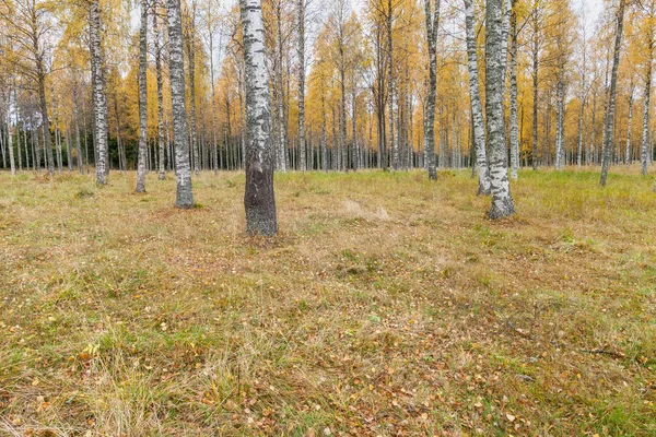 Σημύδες με φρέσκα πράσινα φύλλα το φθινόπωρο. Σουηδία, επιλεκτική εστίαση — Φωτογραφία Αρχείου