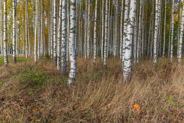 Birken mit frischen grünen Blättern im Herbst. Schweden, selektiver Fokus — Stockfoto