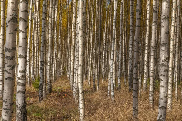 Birken mit frischen grünen Blättern im Herbst. Schweden, selektiver Fokus — Stockfoto