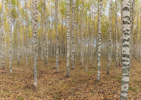 Abedules con hojas verdes frescas en otoño. Suecia. panorama, enfoque selectivo —  Fotos de Stock