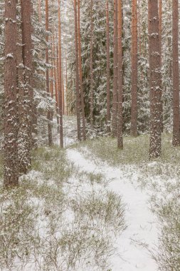 Karlı ormanlara giden orman yolu..