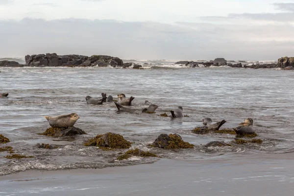 Seals on the rock in Northern Europe. Iceland — Stock Photo, Image