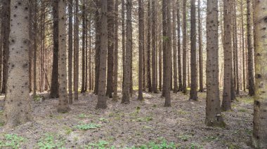 İsveç 'in orta kesiminde bahar başlarında orman. seçici odak