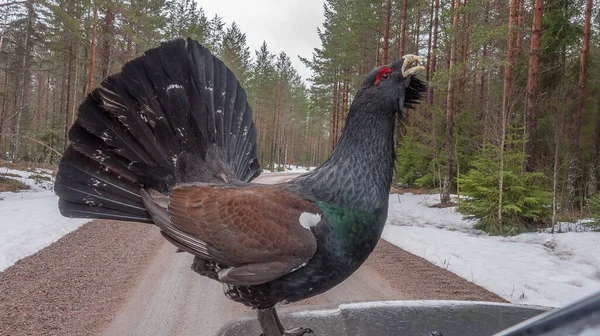Capercaillie, Tetrao urogallus male on the car in the northern european forest — Stockfoto