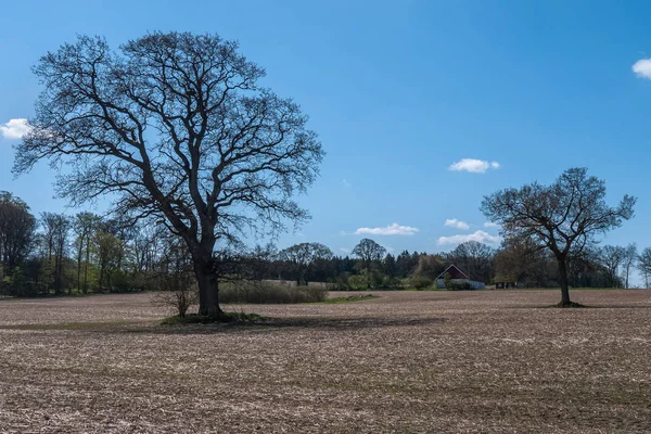 Árboles desnudos en un campo no sembrado. esperando caliente en primavera. sueco central, enfoque selectivo — Foto de Stock