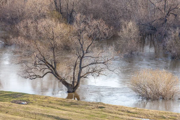A lone tree partially submerged in the lake during the spring season in Russia