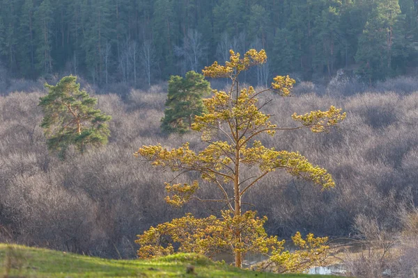 Jediný strom na vrcholu kopce za slunečného dne. Osamělý strom na vrcholu hory s jarním lesem v pozadí — Stock fotografie