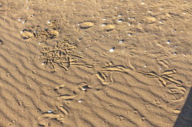 Kumda yılan izleri var. Kum dokusu. Kahverengi kumdan arkaplan. seçici odak