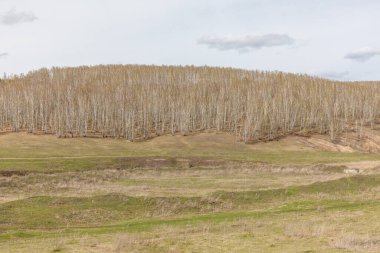 Baharda taze yeşil yapraklı huş ağaçları. - Rusya. Seçici odak
