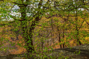 Puslu bahar kayın ormanları Güney İsveç 'te bir doğa koruma alanı, seçici bir odak noktası.