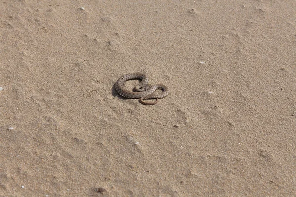 Serpent d'eau rampant sur le sable. serpent d'eau rampant sur le sable . — Photo