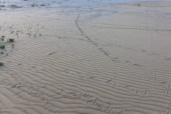 Des traces de serpent dans le sable. Texture sable. Fond de sable brun. focus sélectif — Photo