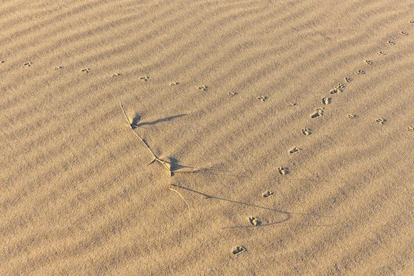Stopy zvířat v písku. Písková textura. Pozadí z hnědého písku. — Stock fotografie