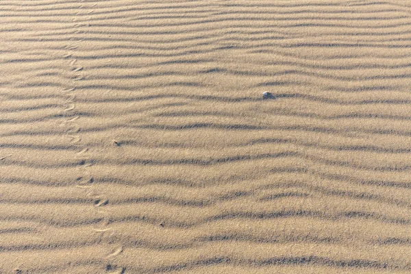 Ślady zwierząt na piasku. Tekstura piasku. Tło z brązowego piasku. — Zdjęcie stockowe