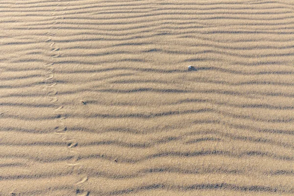 Traces of animals in the sand. Sand Texture. Background from brown sand. — 스톡 사진