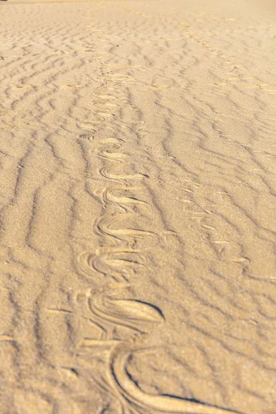沙中的蛇的踪迹。 沙质。 来自褐色沙滩的背景。 选择性重点 — 图库照片