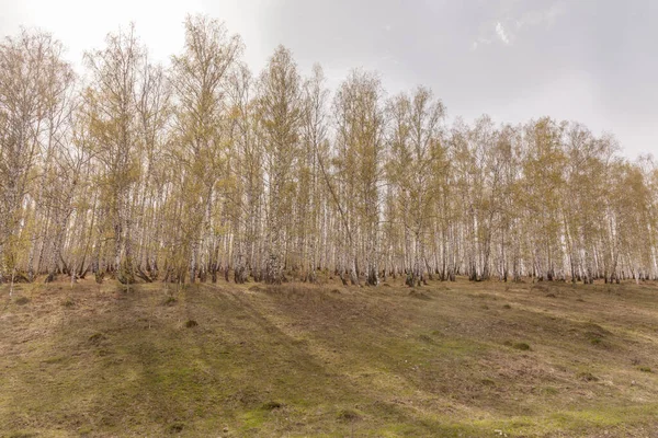 Σημύδες με φρέσκα πράσινα φύλλα την άνοιξη. Ρωσία. Επιλεκτική εστίαση — Φωτογραφία Αρχείου