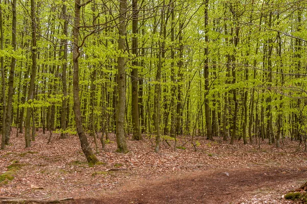 Floresta de faia nebulosa primavera em uma reserva natural no sul da Suécia, foco seletivo — Fotografia de Stock