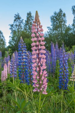 Lupinus, lupin, mor ve mavi çiçekli lupin tarlası. Bir grup lupin yaz çiçeği arkaplanı