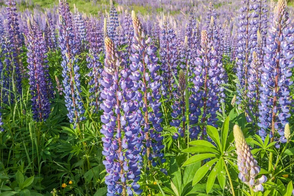 Lupinus, lupin, mor ve mavi çiçekli lupin tarlası. Bir grup lupin yaz çiçeği arkaplanı — Stok fotoğraf