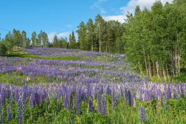 Lupino, tremoço, campo de tremoço com flores roxas e azuis rosa. Bando de tremoços fundo da flor de verão — Fotografia de Stock