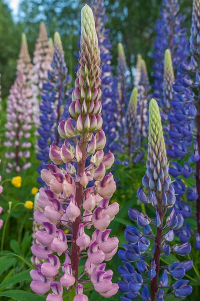 Lupinus, lupin, mor ve mavi çiçekli lupin tarlası. Bir grup lupin yaz çiçeği arkaplanı — Stok fotoğraf