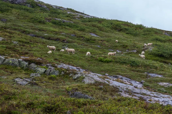 Szabadon futó juhok Norvégia hegyeiben, szelektív fókusz — Stock Fotó