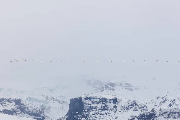 Um bando de cisnes voando sobre as montanhas no nevoeiro . — Fotografia de Stock