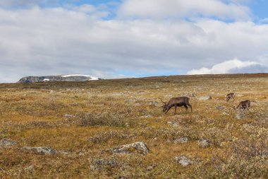 Sarek Ulusal Parkı 'ndaki ren geyiği sürüleri, İsveç, seçici odaklanma