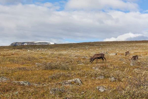 Rénszarvasállomány a svédországi Sarek Nemzeti Parkban, szelektív fókusz — Stock Fotó