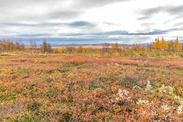 Vista autunnale del parco nazionale di Sarek, Lapponia, contea di Norrbotten, Svezia, vicino al confine di Finlandia, Svezia e Norvegia. focus selettivo — Foto Stock
