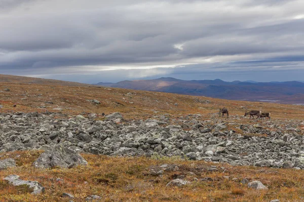 Lenyűgöző kilátás nyílik a hegyek Sarek nemzeti park svéd Lappföldön. szelektív fókusz — Stock Fotó