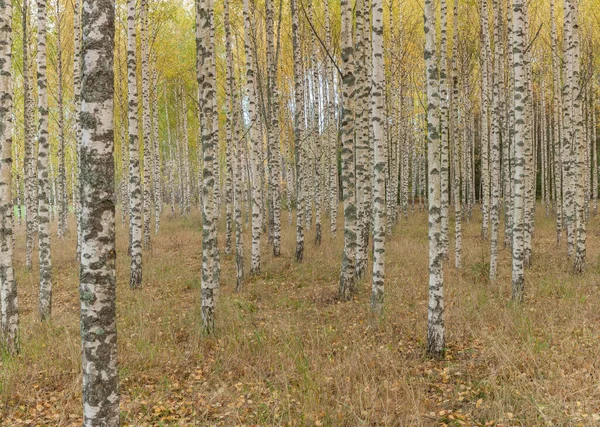 Koivut tuoreilla vihreillä lehdillä syksyllä. Ruotsiin. panoraama, valikoiva — kuvapankkivalokuva