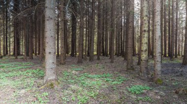İsveç 'in orta kesiminde baharın başlarında karanlık bir orman..