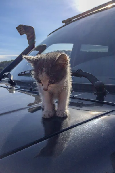 怖がって悲しくて汚いホームレスの子猫が車の上に座っている — ストック写真
