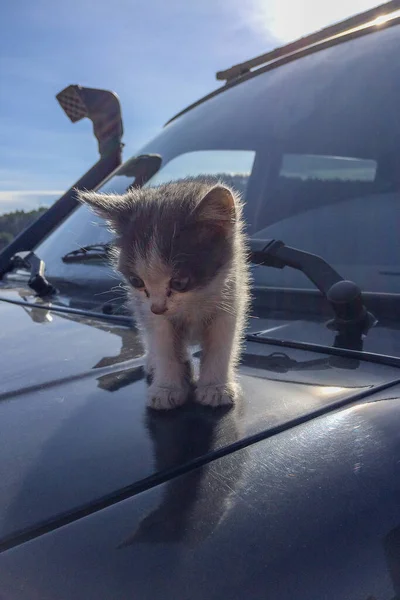 Gatito Asustado Triste Sucio Sin Hogar Está Sentado Coche — Foto de Stock