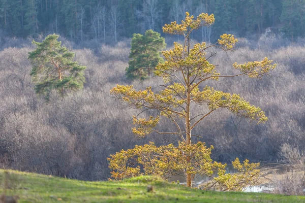 Single yellow tree on top of the hill on a sunny day. Lonely tree on top of the mountain with spring forest in the background