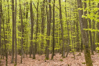 İsveç 'in güneyindeki genç kayın ormanlarında baharda çiçek açan ahşap şakayıklar. Ön planda bir sürü yeşil yaprak var. seçici odak