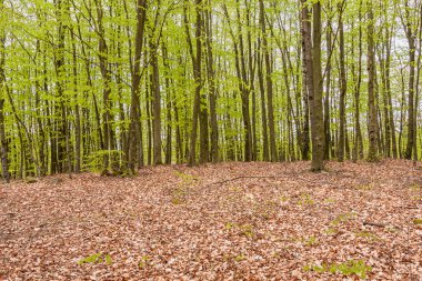 İsveç 'in güneyindeki kayın ormanında baharda çiçek açan odun şakayıklarıyla. seçici odak