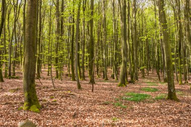 İsveç 'in güneyindeki kayın ormanında baharda çiçek açan odun şakayıklarıyla. seçici odak