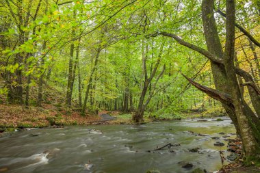 Fırtınalı nehir bahar ormanlarında akıyor. Seçici odak noktası, uzun pozlama.