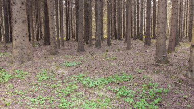 İsveç 'in orta kesiminde baharın başlarında karanlık bir orman..