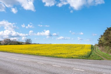 Bahar mevsiminde bulutlu gökyüzü olan kolza sarısı tarla Oland, Swedwn,