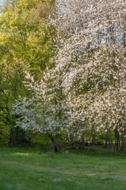 Çiçek açarken elma ağaçları. Bahar bahçesi. Orta İsveç
